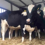 LRD and BORTHAR-IRELAND provide Holstein pregnant heifers  to the farmers families in need of  Peqin and Laç rural areas