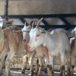 Dairy goats for poor families in Kucova and Peqini Municipalities